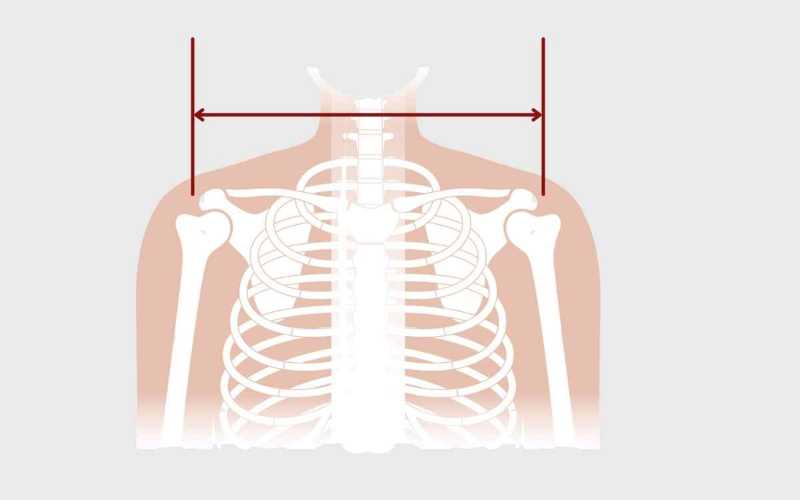 How to Measure Biacromial Distance