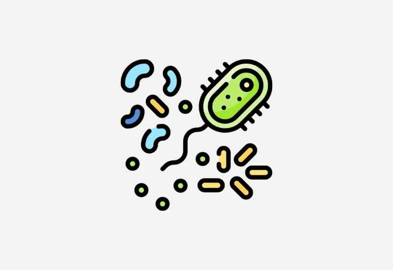How Long Does it Take for Probiotics to Work - Bacteria Strains