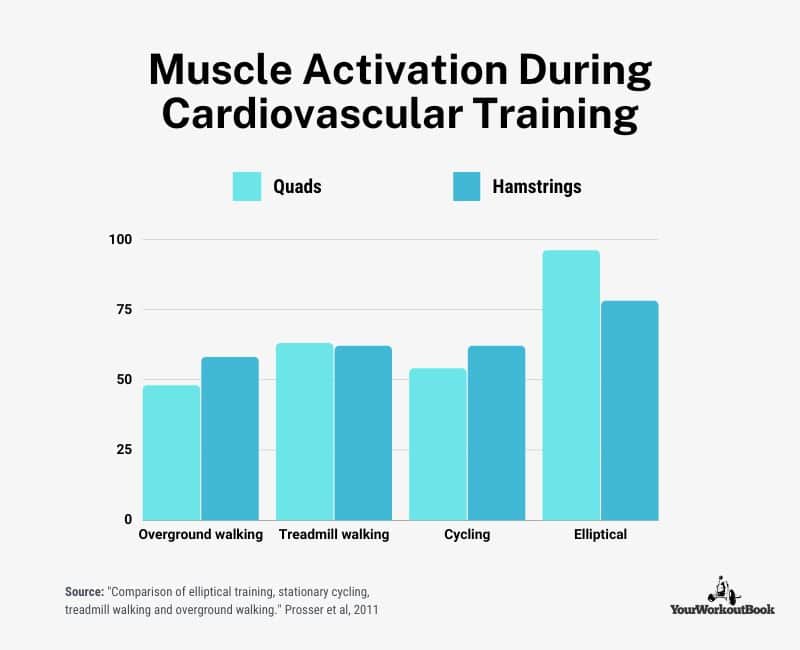 Benefits of Ellipticals - Muscle Activation in Lower Body