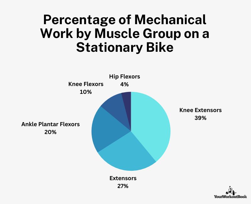 How the Primary Muscles Work on a Stationary Bike